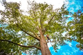 Best Tree Maintenance Programs  in Brownsburg, IN