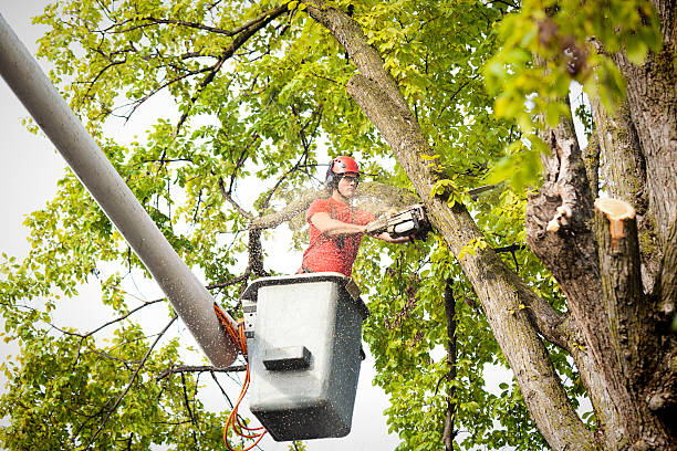 How Our Tree Care Process Works  in  Brownsburg, IN