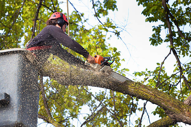 Best Tree Cabling and Bracing  in Brownsburg, IN